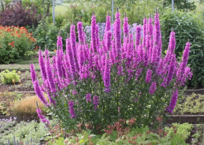 Дербенник иволистный