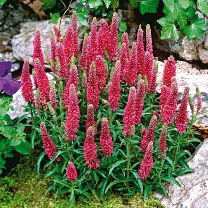 Вероника колосистая heidekind