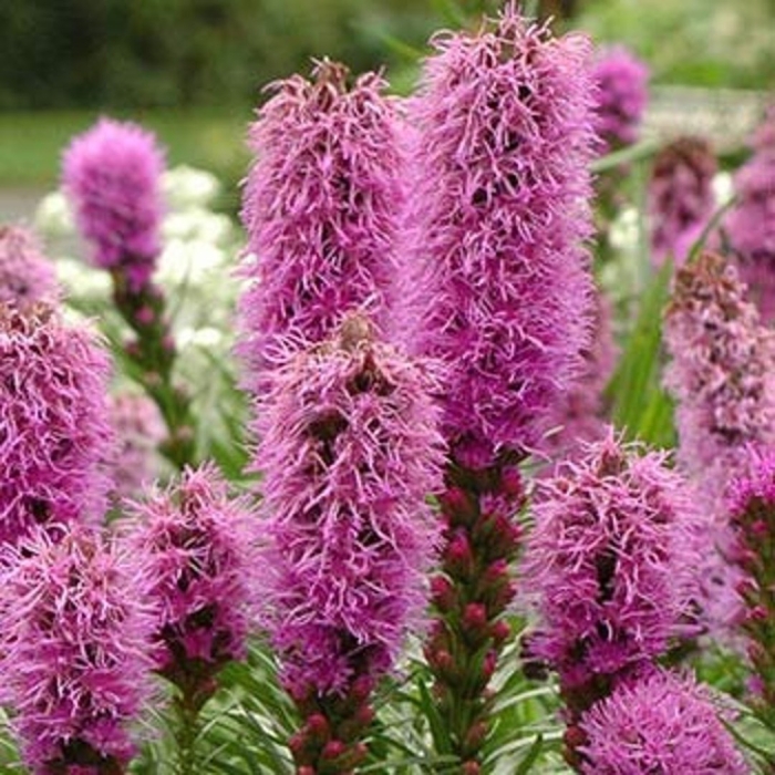 Лиатрис пикадор