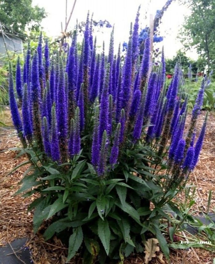 Вероника колосистая nana blauteppich