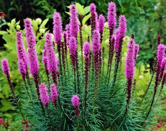 Лиатрис колосковая