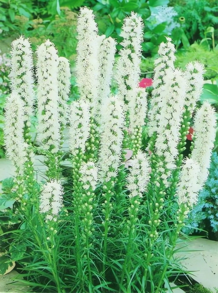 Лиатрис колосковый (liatris spicata &#96;alba&#96;)