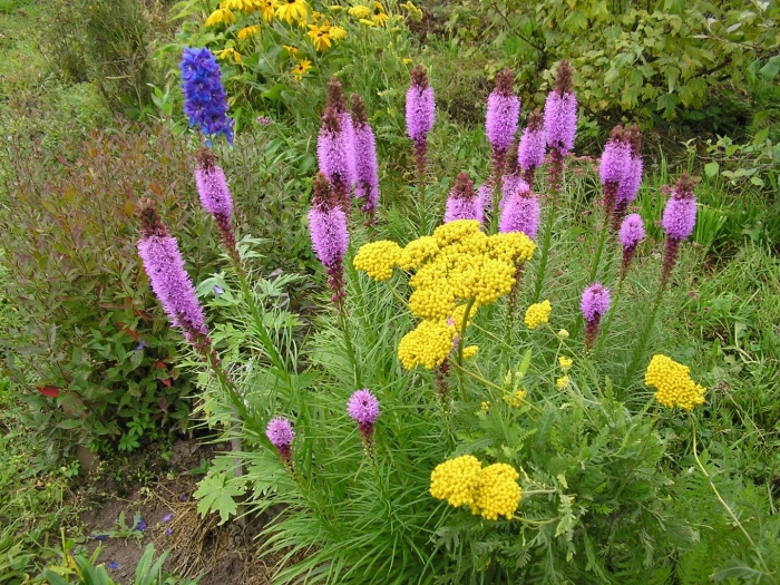 Лиатрис колосковый блу