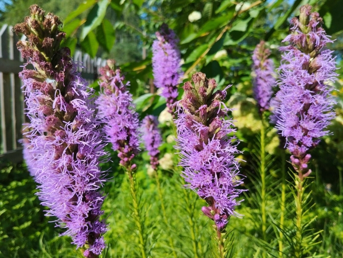 Лиатрис блу