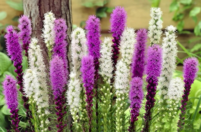 Лиатрис спиката spicata