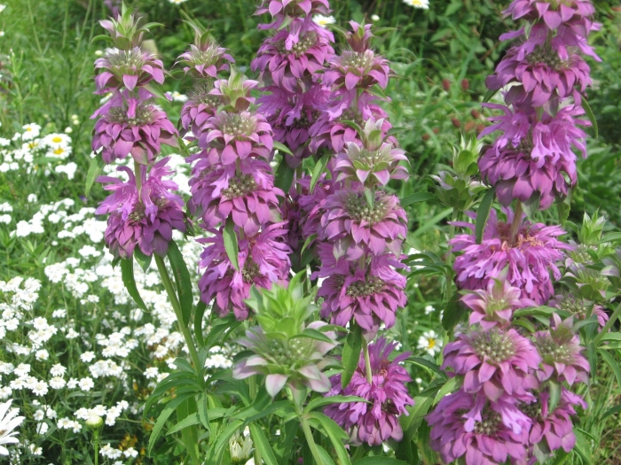 Монарда лимонная мона лиза