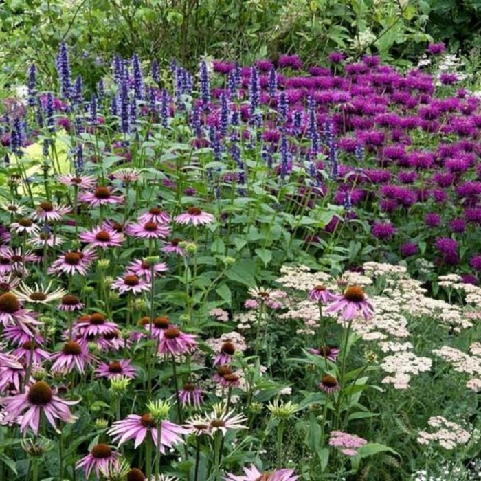 Эхинацея тысячелистник монарда