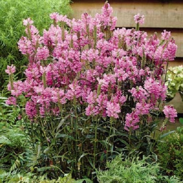 Физостегия виргинская роуз