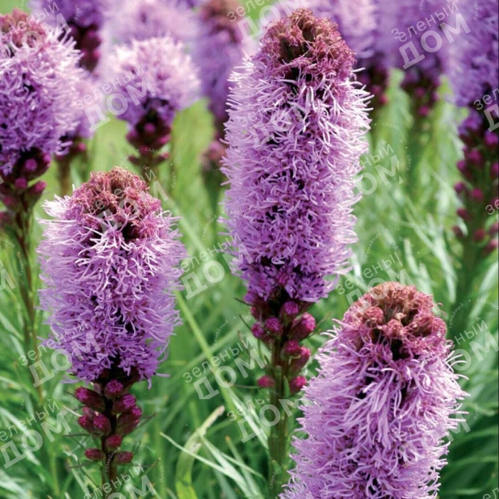 Лиатрис колосковый флористан вайолет