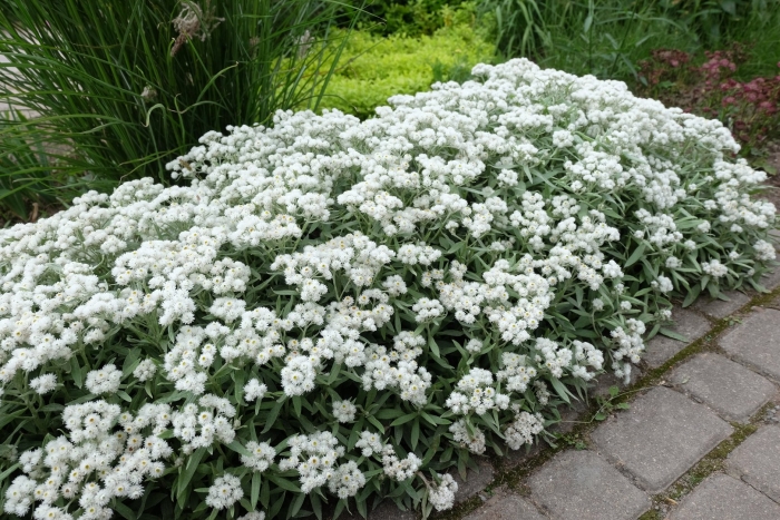 Анафалис жемчужный