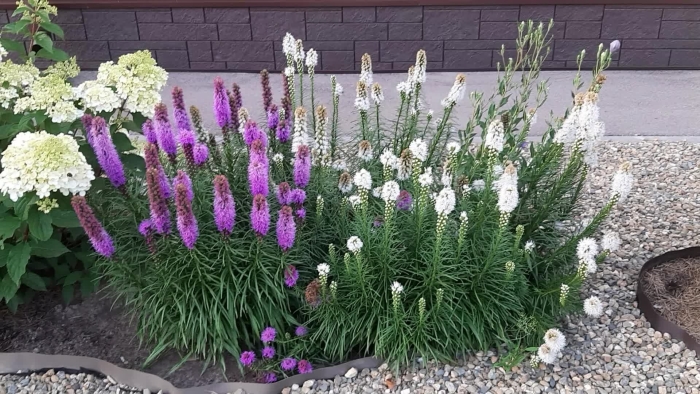 Многолетник лиатрис