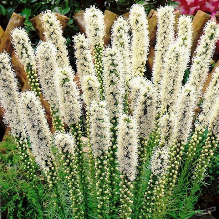 Лиатрис колосковый спиката