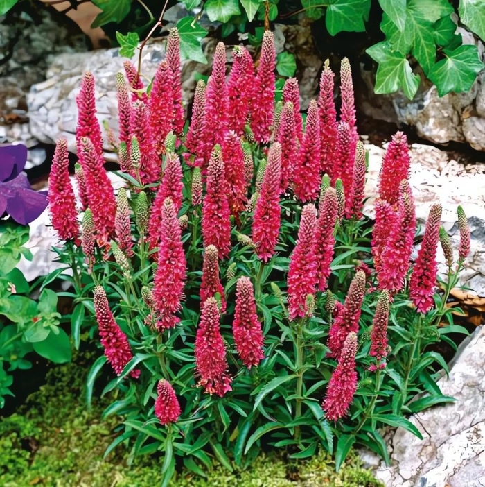 Вероника колосковая хайдекинд