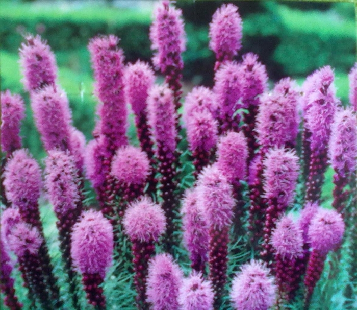 Лиатрис микс