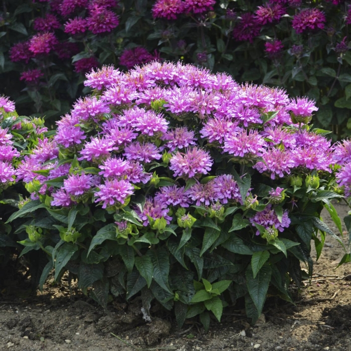 Монарда дудчатая