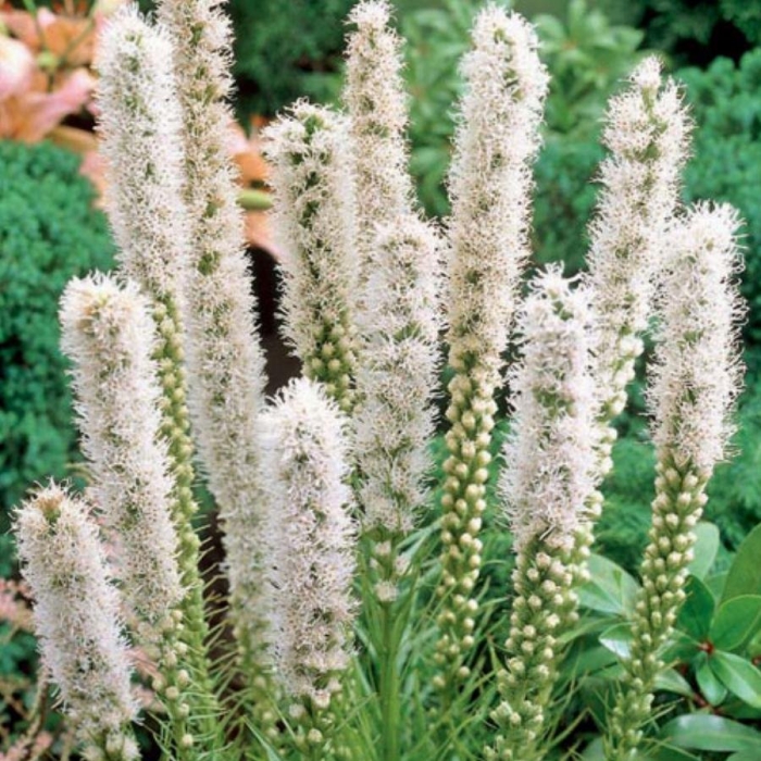 Лиатрис колосковый альба