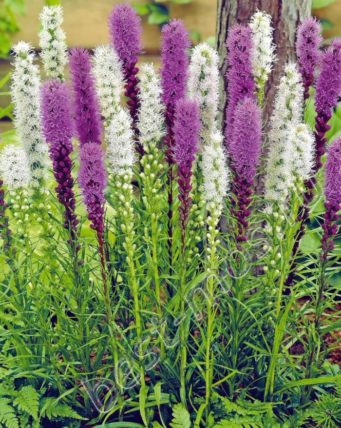 Лиатрис цветок многолетник