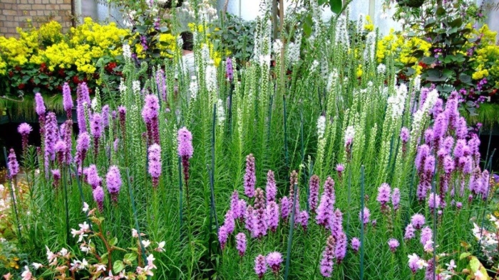 Физостегия лиатрис