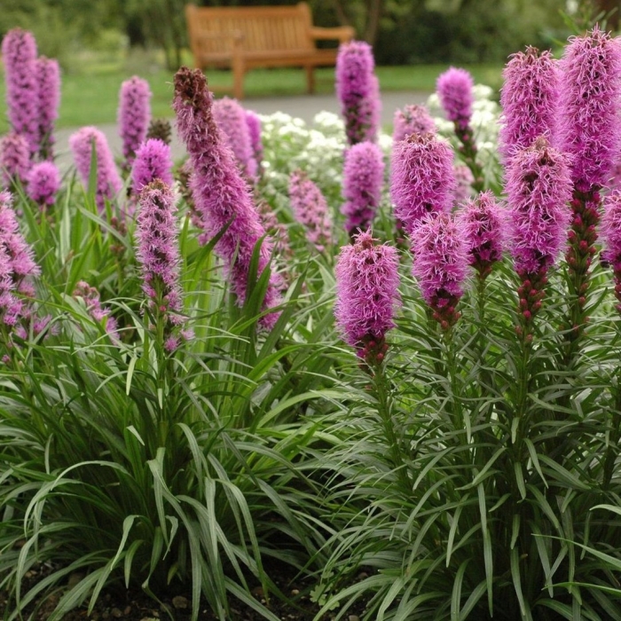 Лиатрис флористан виолетт