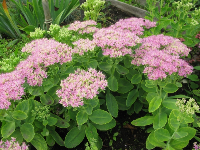 Очиток видный brilliant