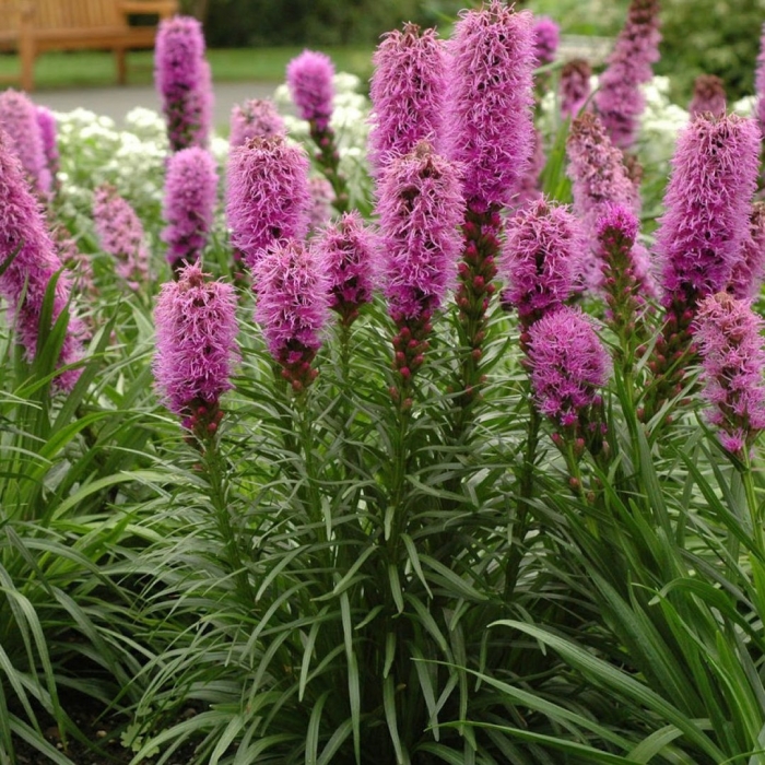 Лиатрис колосковая