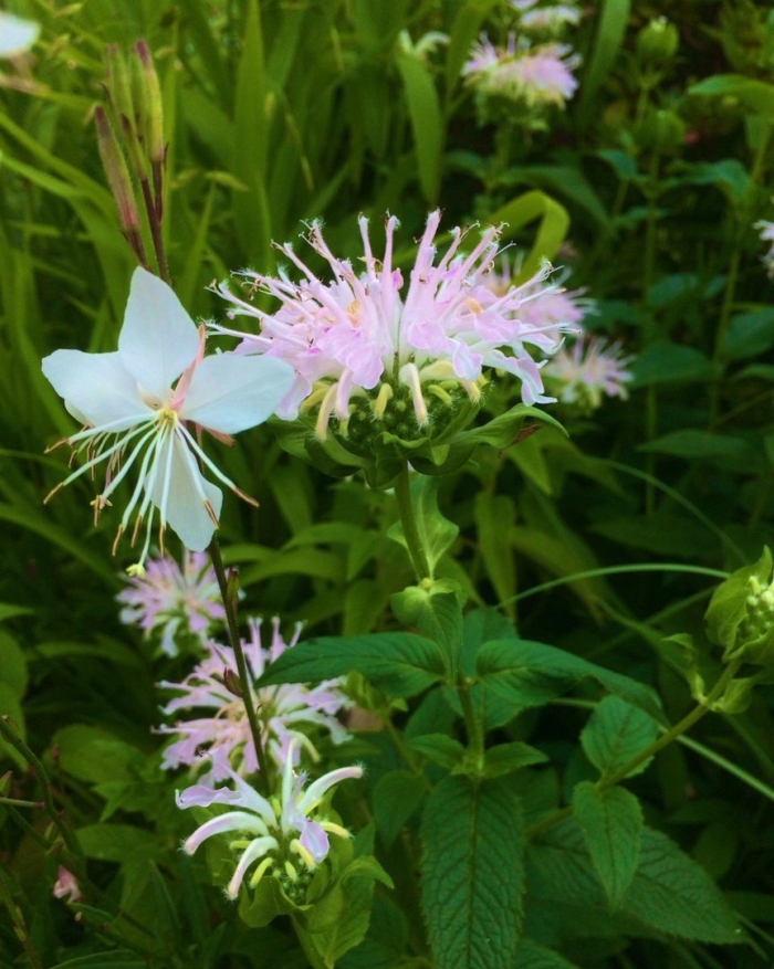 Монарда цветок многолетники