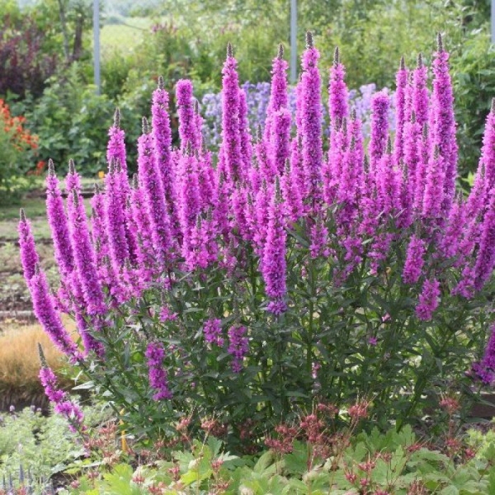 Дербенник иволистный lady sackville