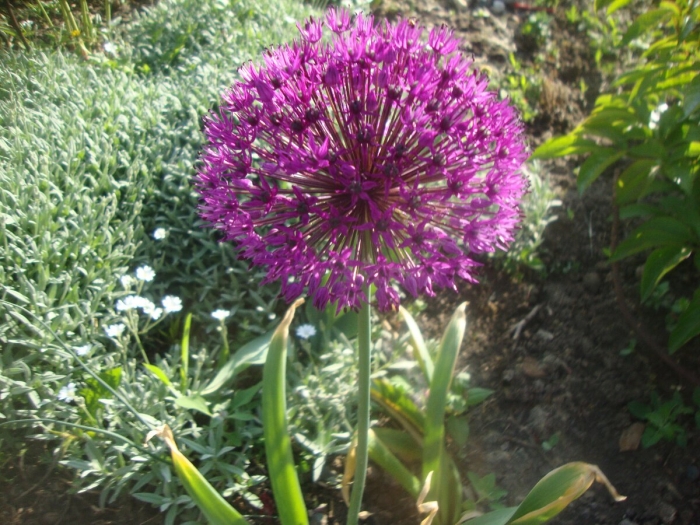 Аллиум пепл сенсейшн