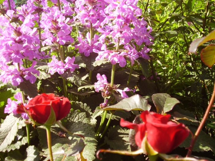 Цветок буквица крупноцветковая