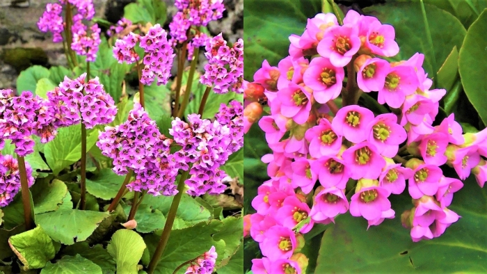 Многолетние цветы