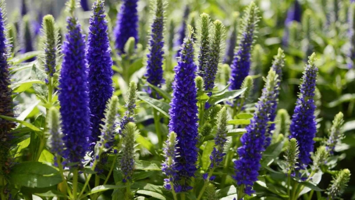 Вероника колосковая анниверсари блю