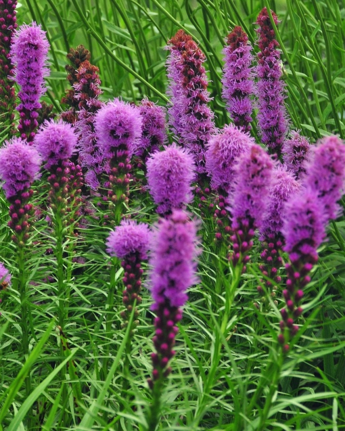 Лиатрис kobold