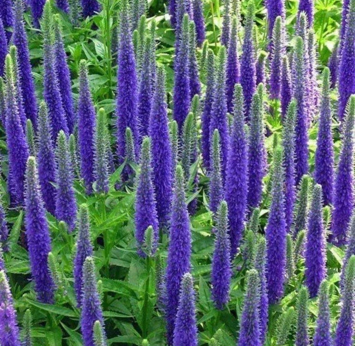 Вероника колосковая (veronica spicata )