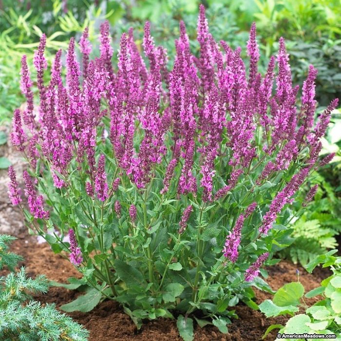 Шалфей дубравный salvia nemorosa