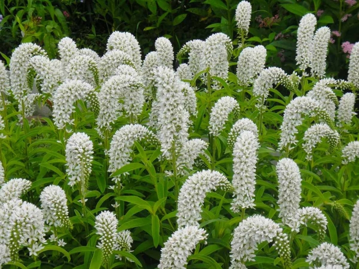 Вербейник ландышевый