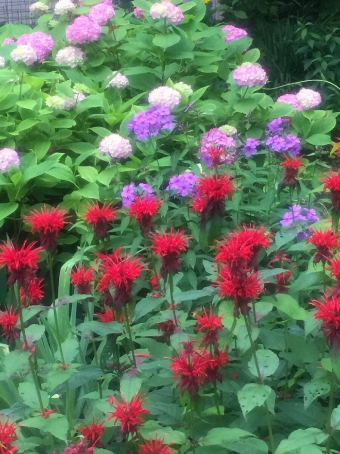 Монарда бергамот цветок многолетники