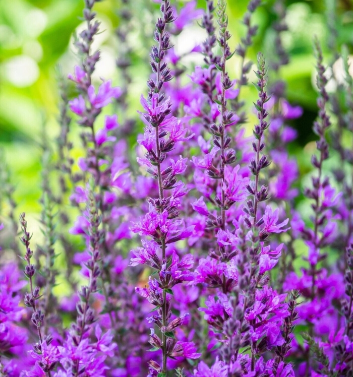 Шалфей вайолет квин