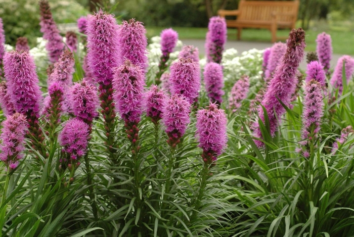 Liatris spicata