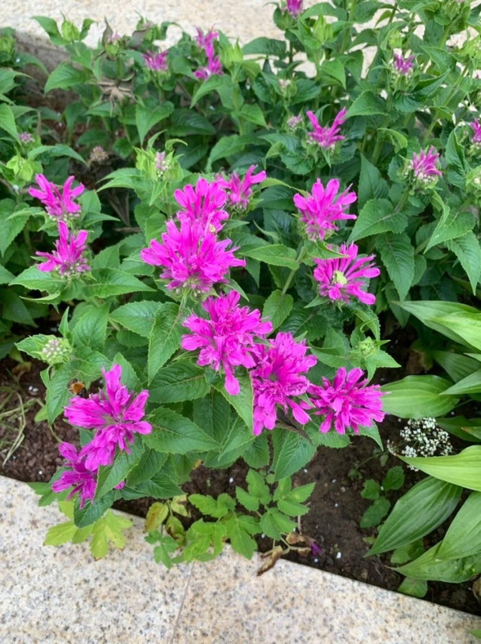 Monarda bradburiana