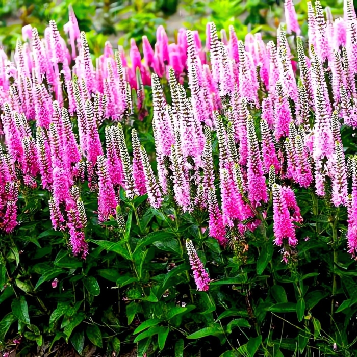 Вероника длиннолистная очарование розовая