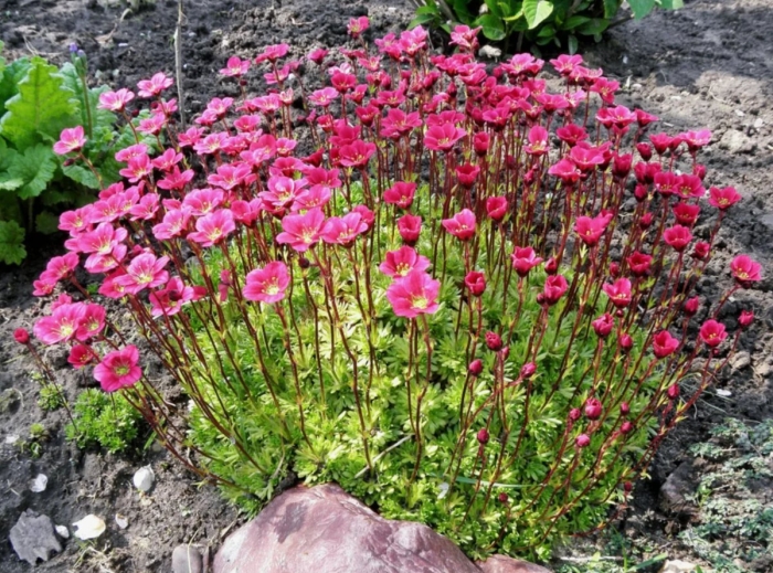 Камнеломка цветок садовый многолетний