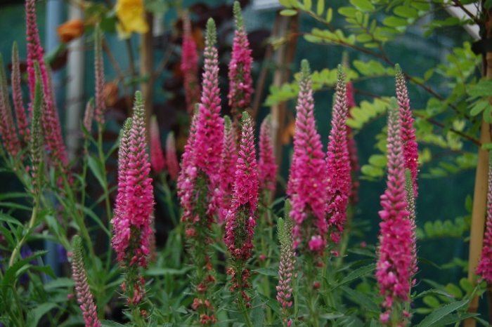 Вероника колосковая ротфучс