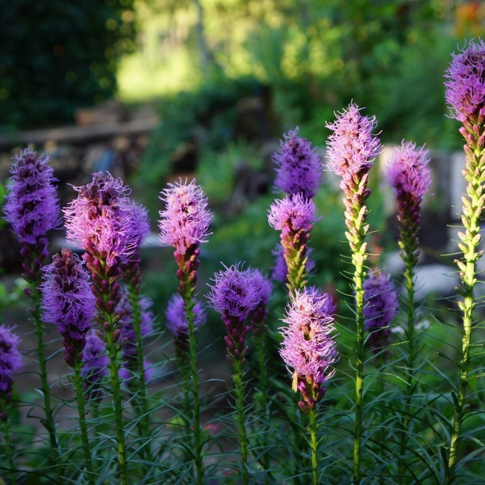 Лиатрис колосковый liatris spicata