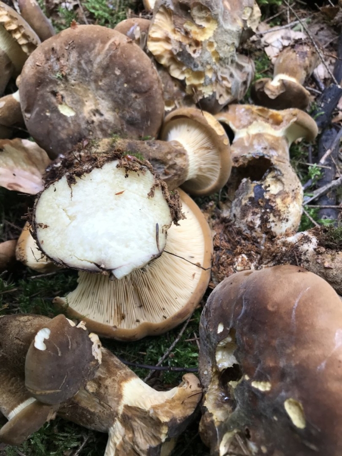 Грибы пластинчатые свинушка толстая