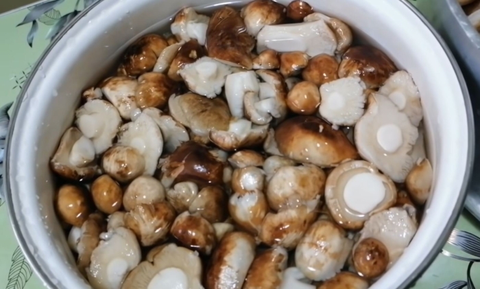 Подтопольник гриб