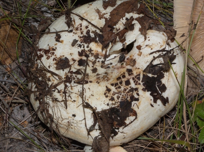 Осиновый груздь lactarius controversus