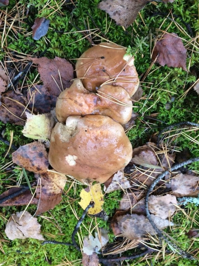 Гриб рядовка