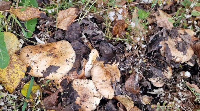 Грибы тополевки рядовки