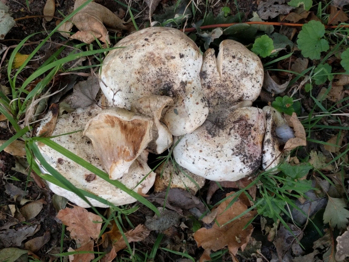 Груздь осиновый тополевый