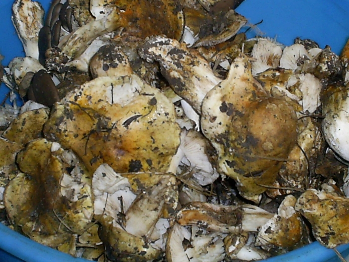 Подтопольники грибы земляной гриб